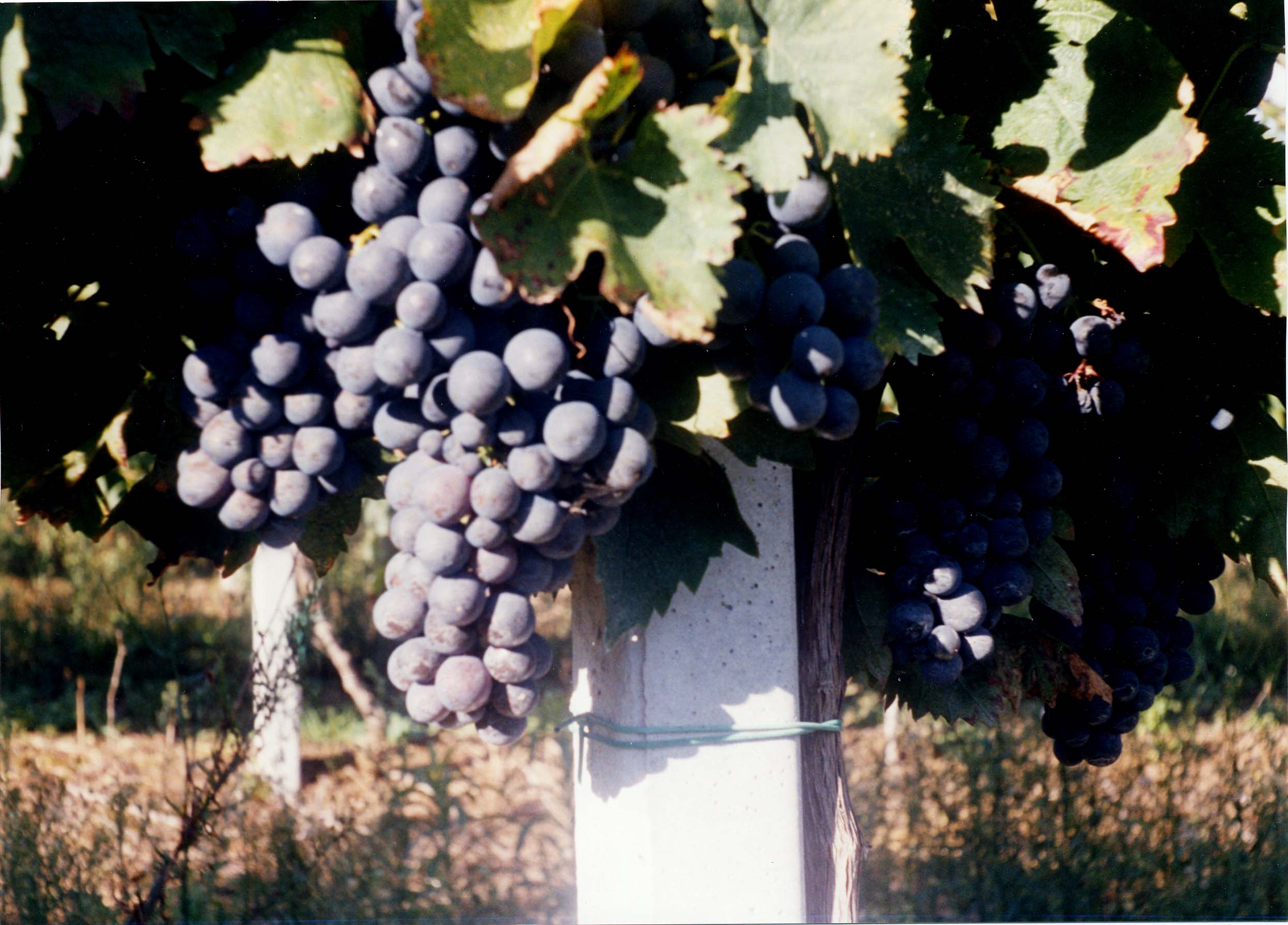montepulciano